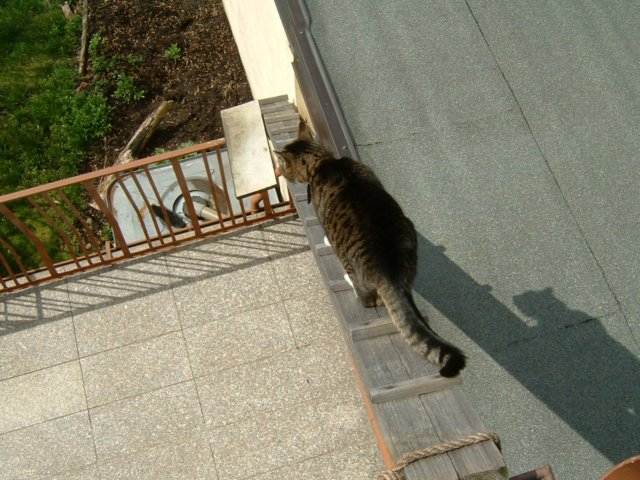 dscf0005.jpg